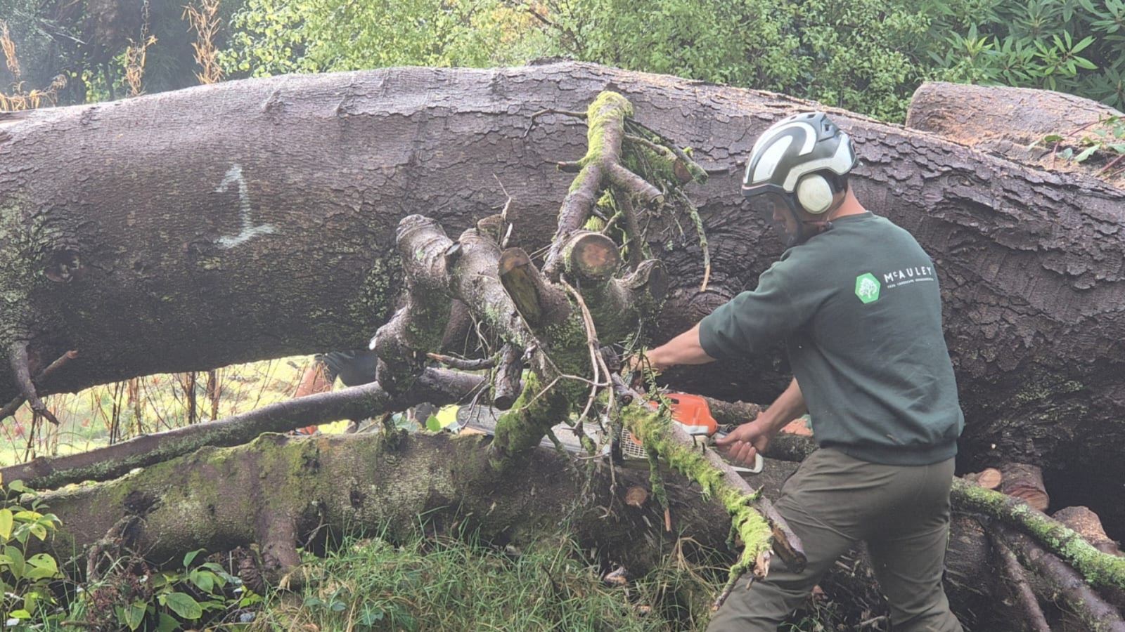 Castlewellan Forest Park tree removal